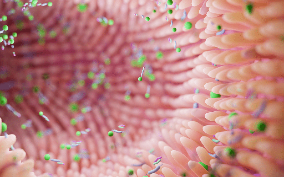 Healthy Gut Bacteria – Why They Matter (and When You Might Need a Boost)