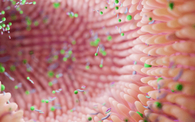 Healthy Gut Bacteria – Why They Matter (and When You Might Need a Boost)
